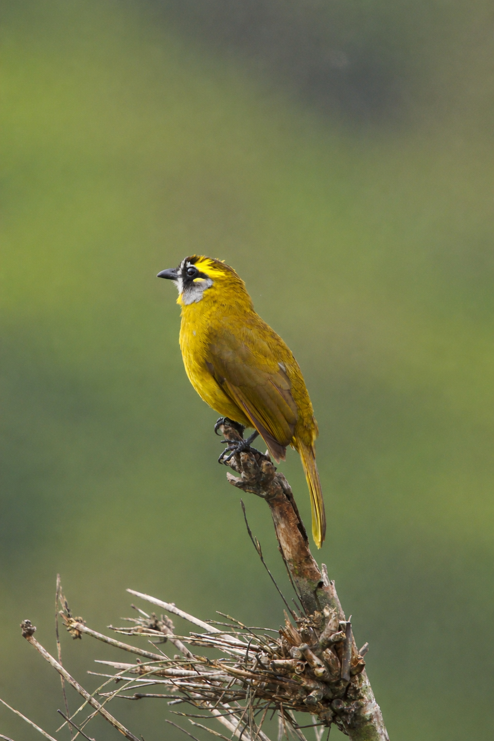 Yellow-eared Bulbul
