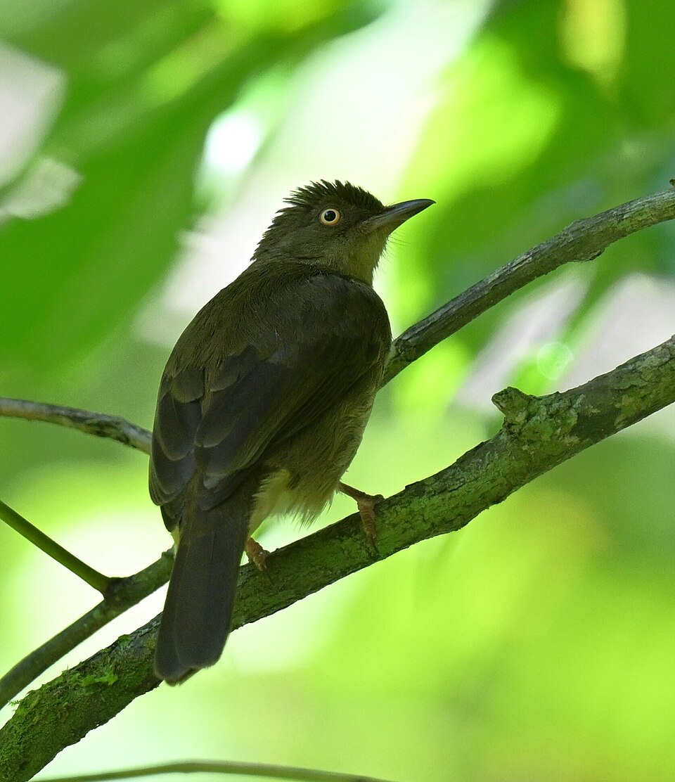 Cream-eyed Bulbul