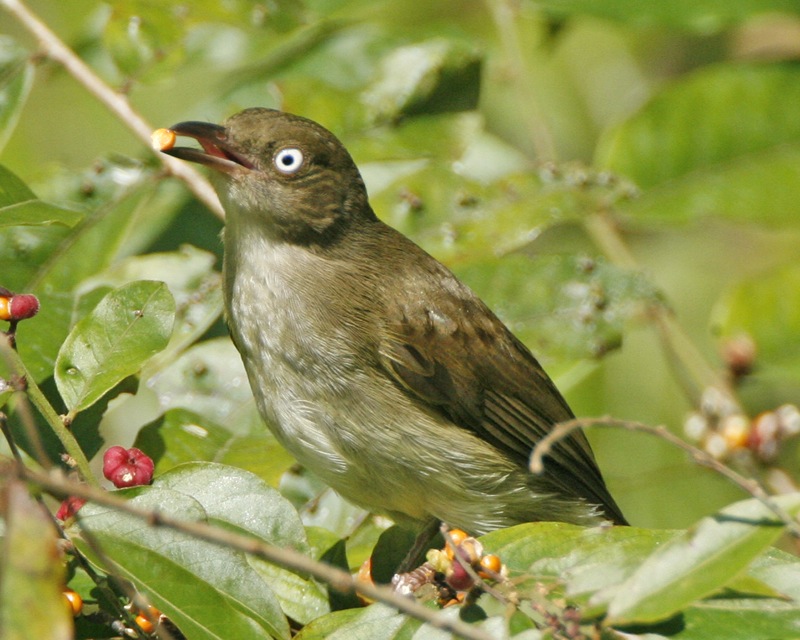 Cream-vented Bulbul