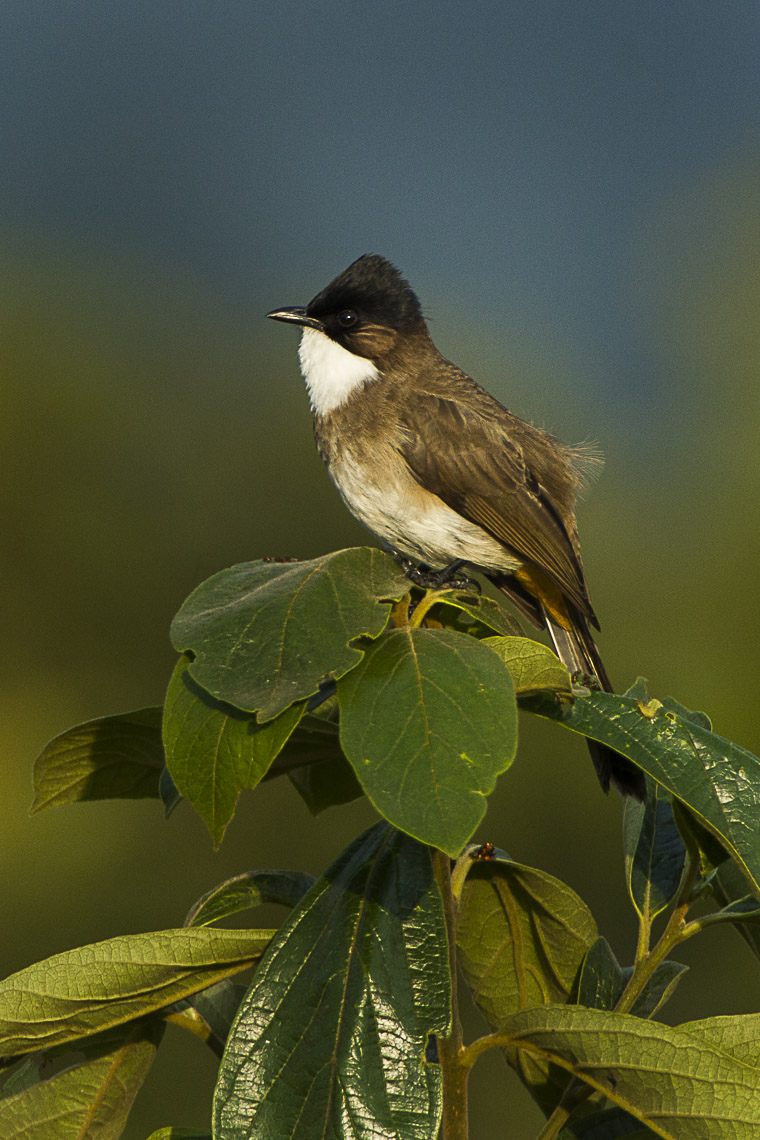 Brown-breasted Bulbul