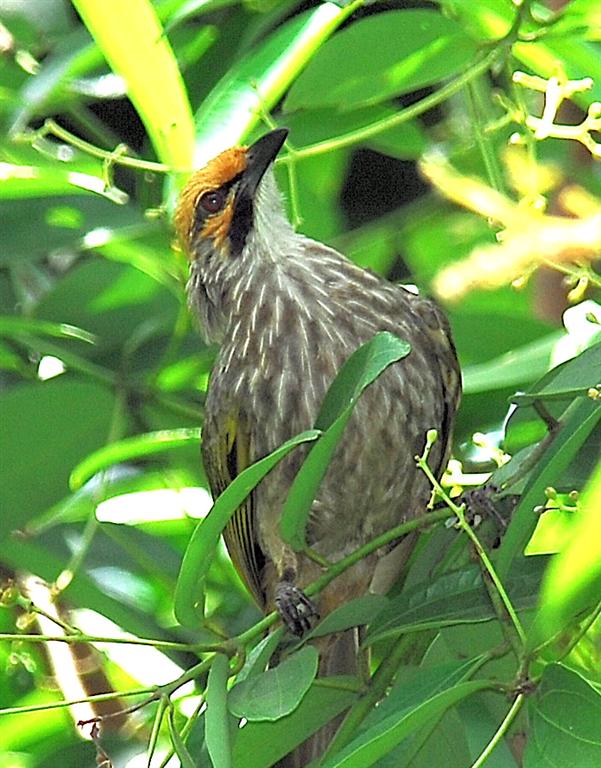 Straw-headed Bulbul
