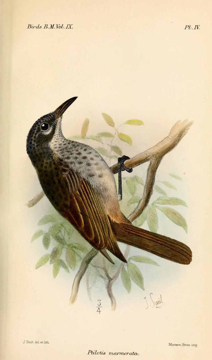 Marbled Honeyeater