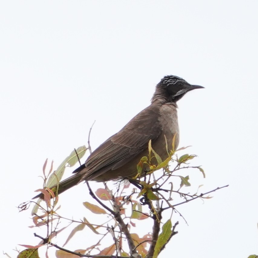 Streak-headed Honeyeater