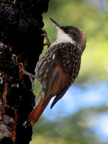 White-throated Treerunner