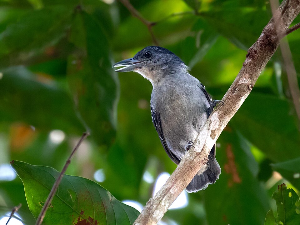Spot-winged Antshrike