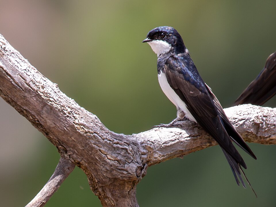 Black-collared Swallow
