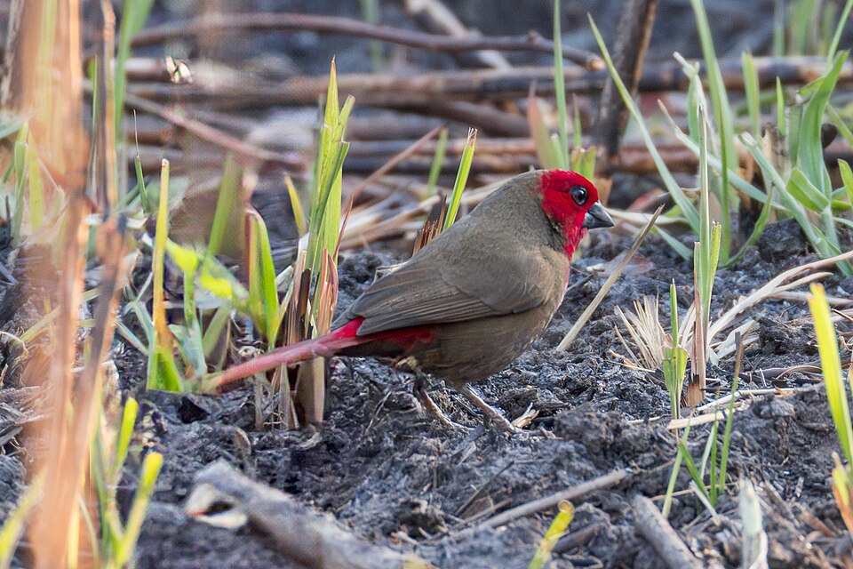 Lesser Seedcracker