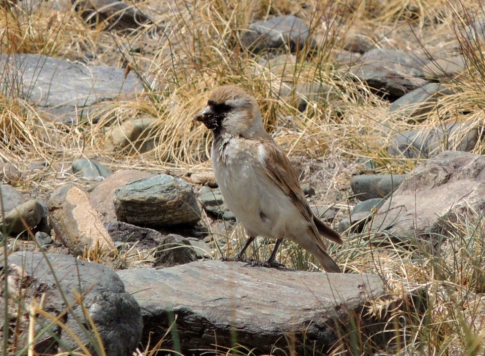 Pere David's Snowfinch