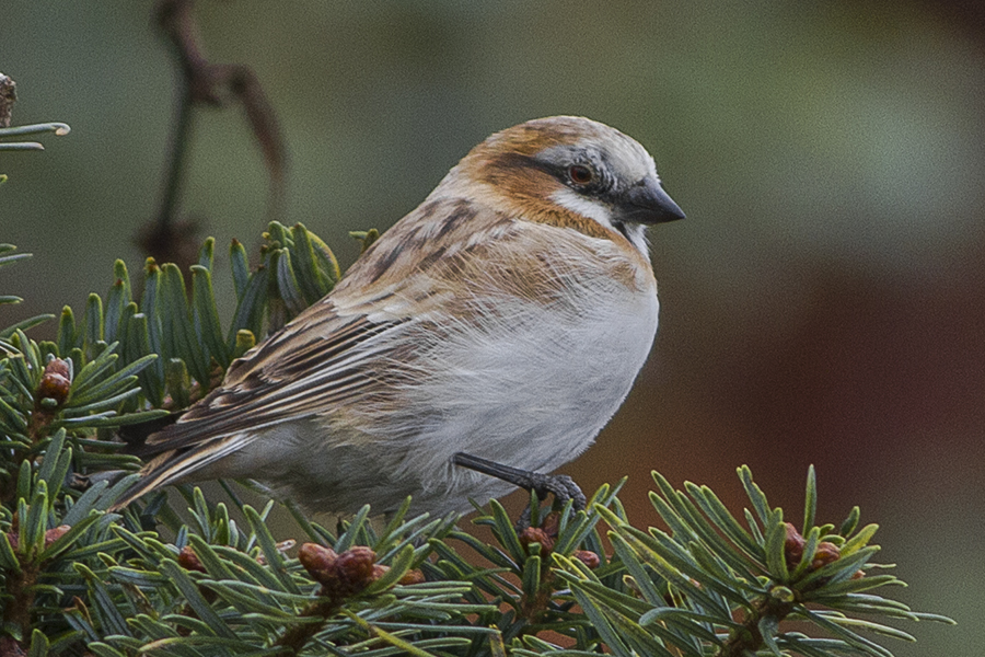 Rufous-necked Snowfinch