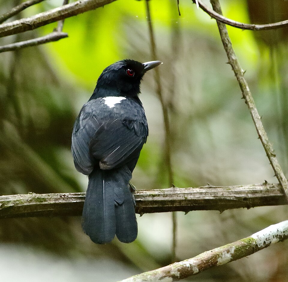 East Amazonian Fire-eye