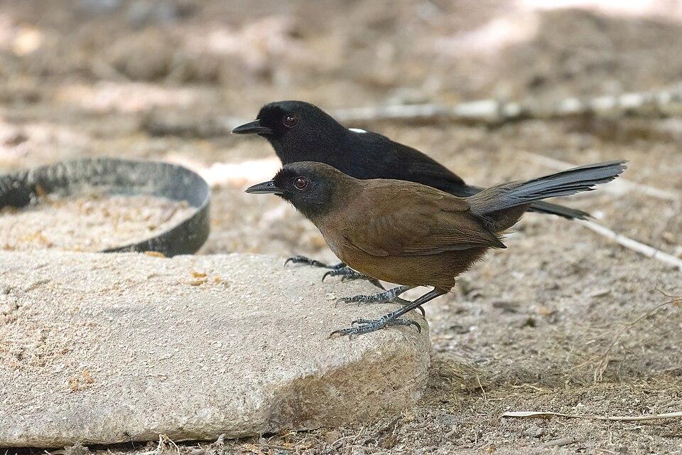 Tapajos Fire-eye