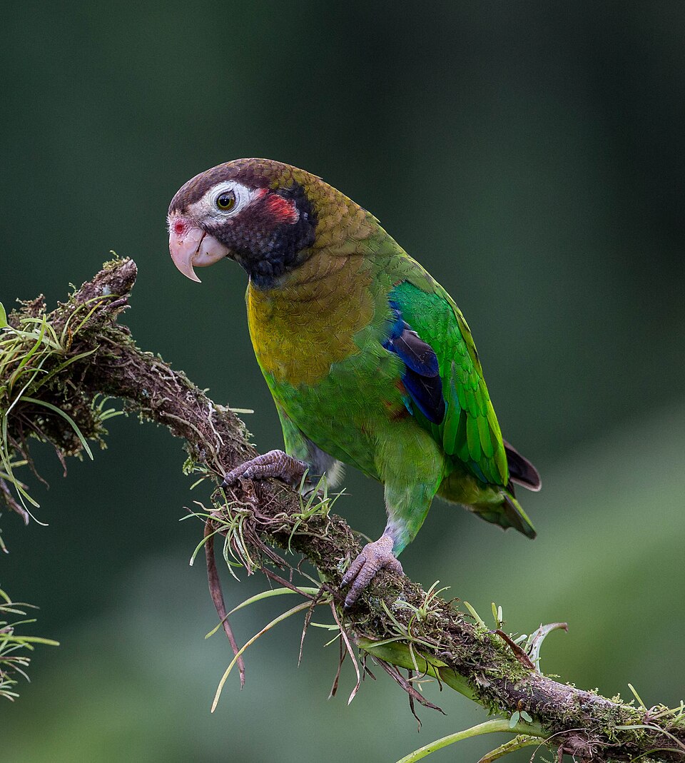 Brown-hooded Parrot