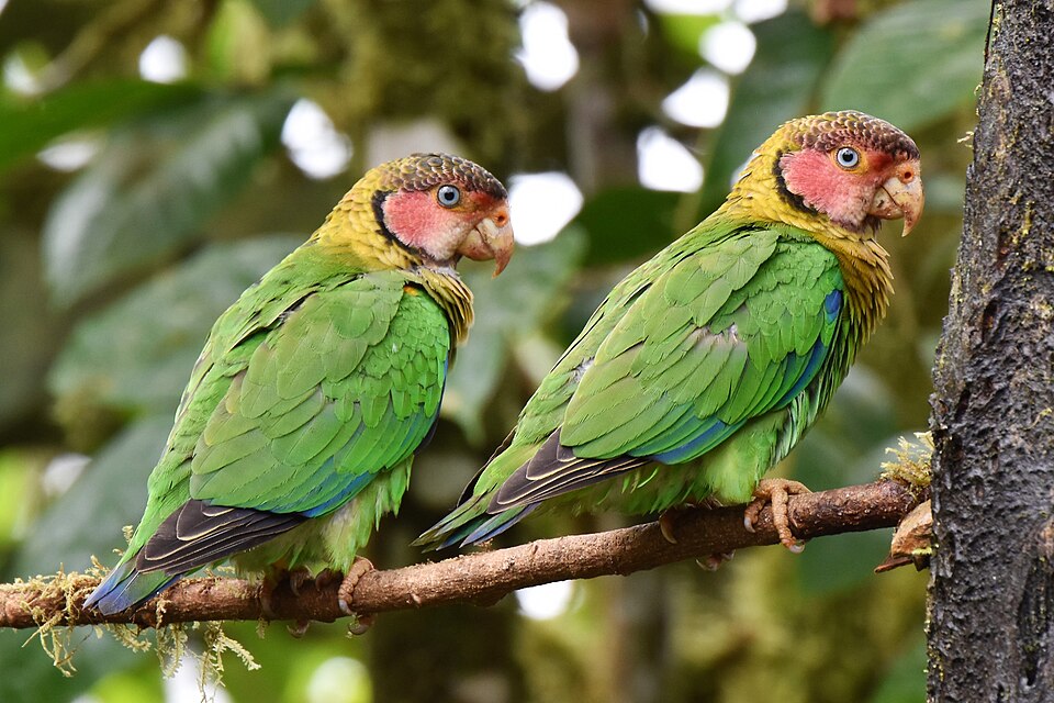 Rose-faced Parrot