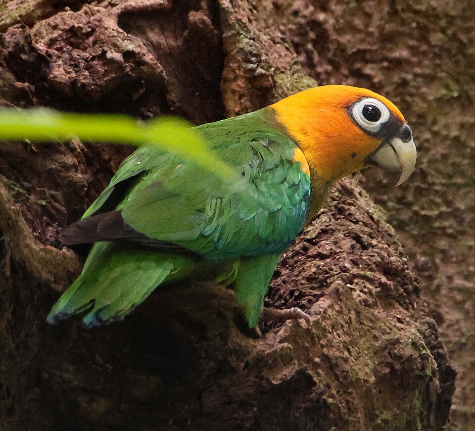 Saffron-headed Parrot