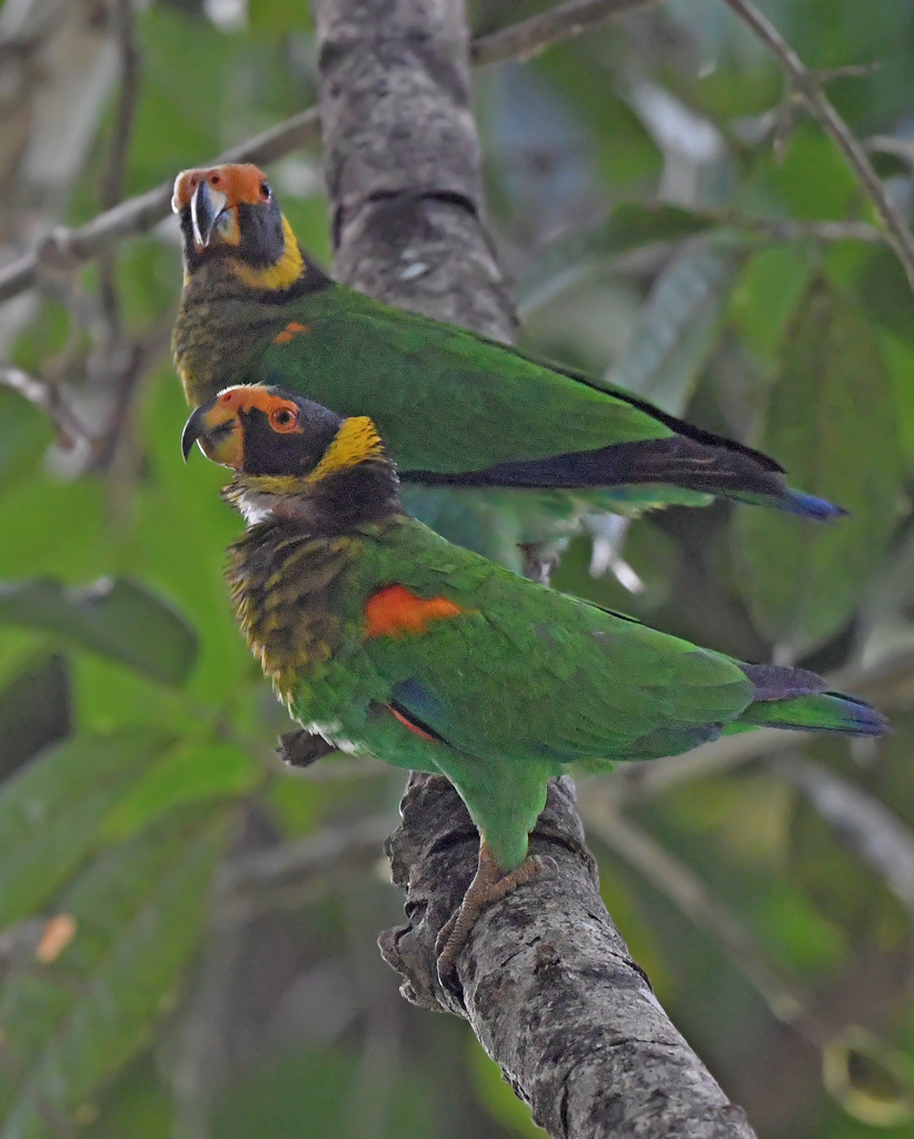 Vulturine Parrot