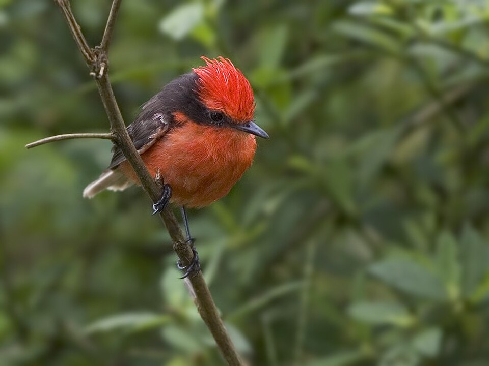 Darwin's Flycatcher