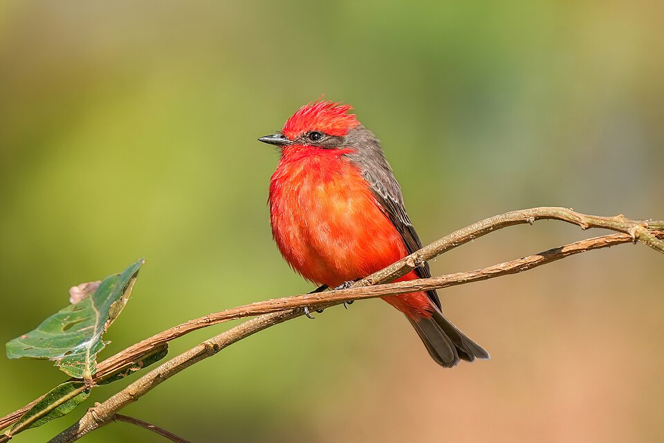 Scarlet Flycatcher