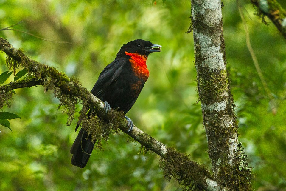 Red-ruffed Fruitcrow