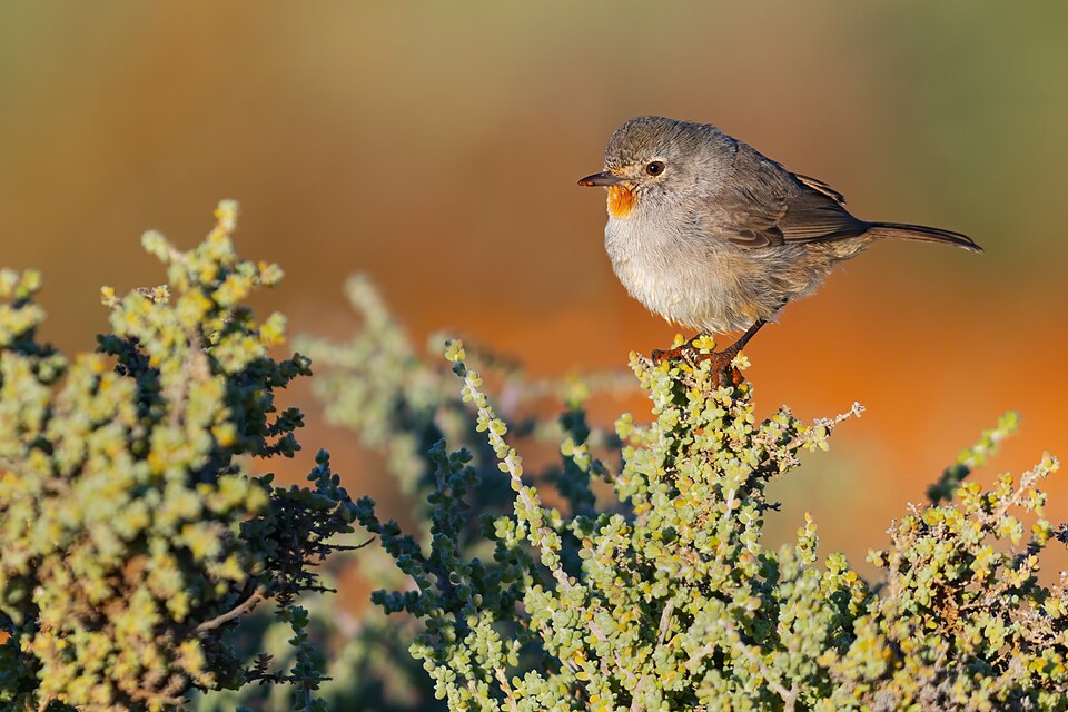 Redthroat
