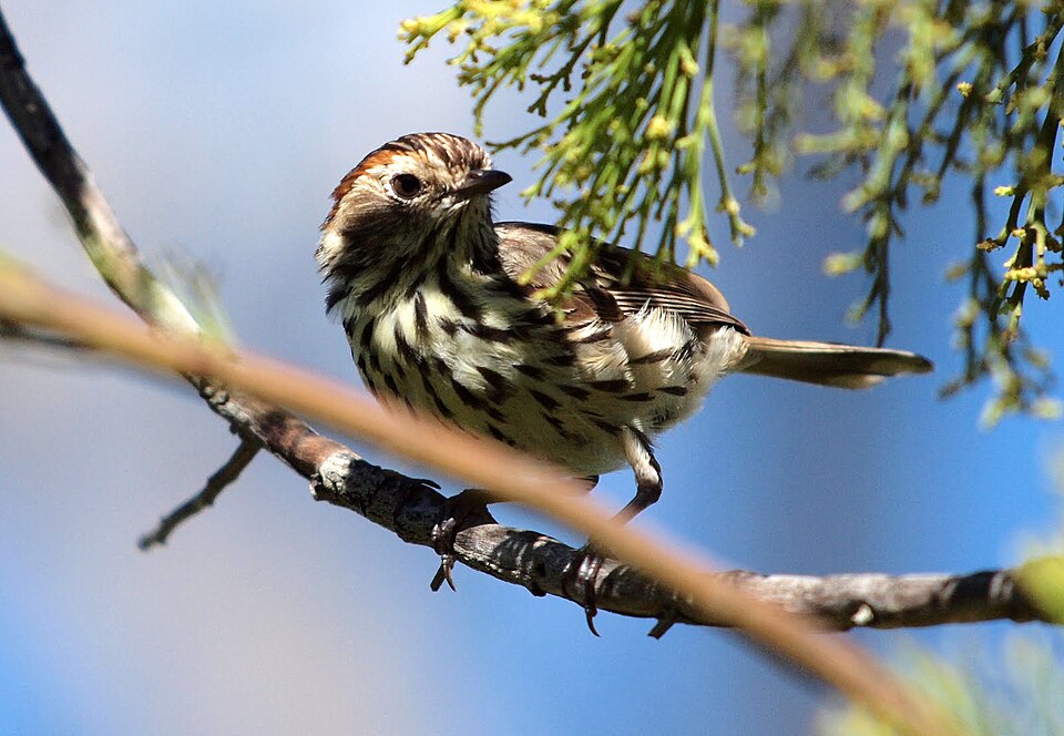 Speckled Warbler