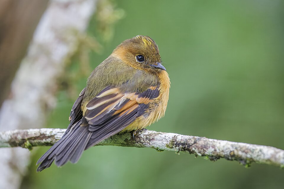 Cinnamon Flycatcher