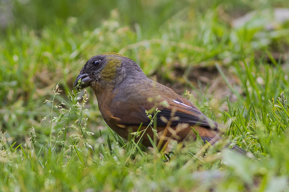Golden-naped Finch
