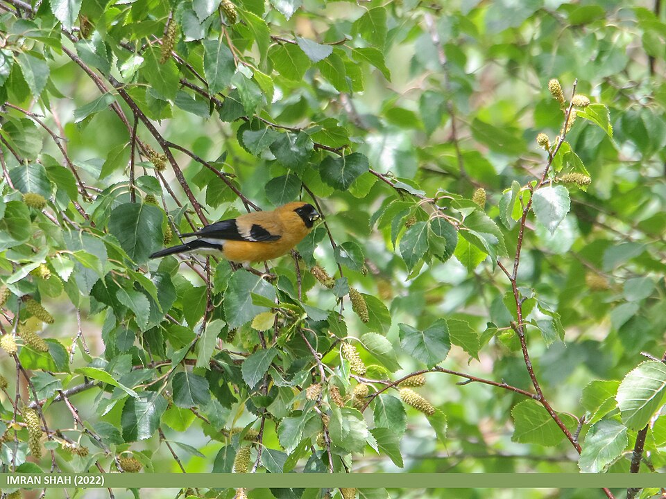 Orange Bullfinch
