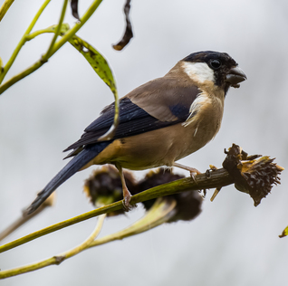 White-cheeked Bullfinch
