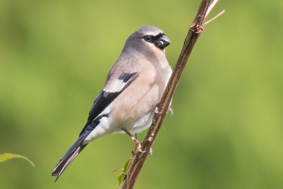 Taiwan Bullfinch