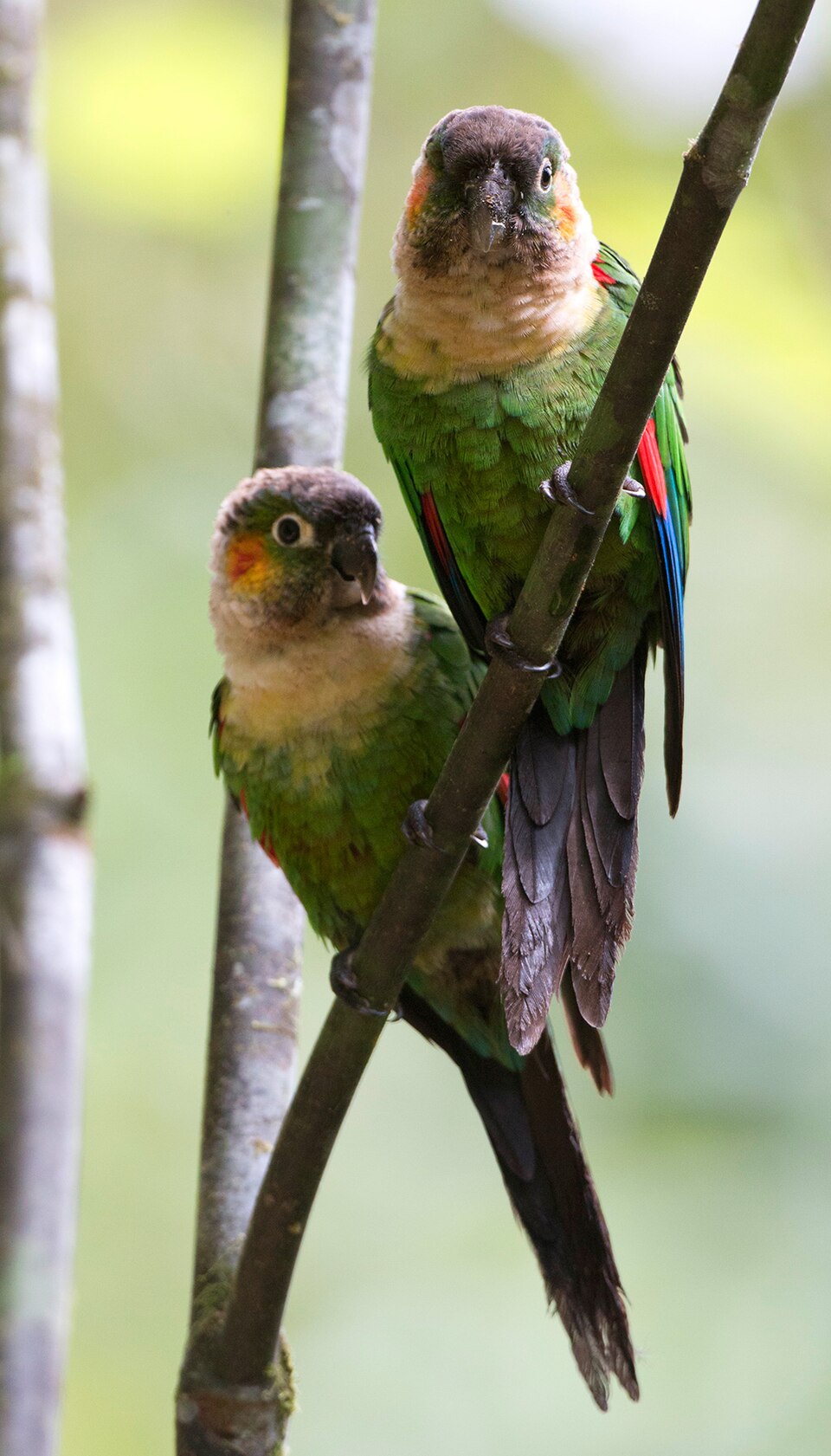 White-breasted Parakeet