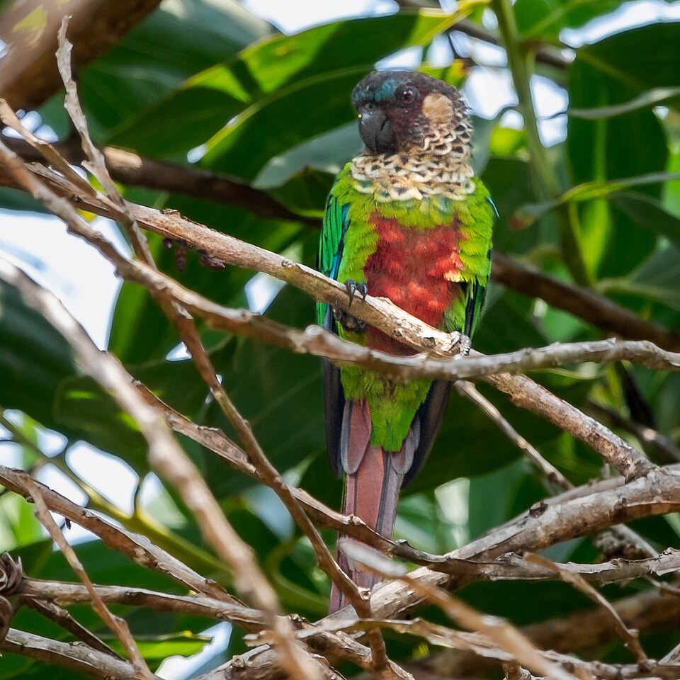 Santarem Parakeet