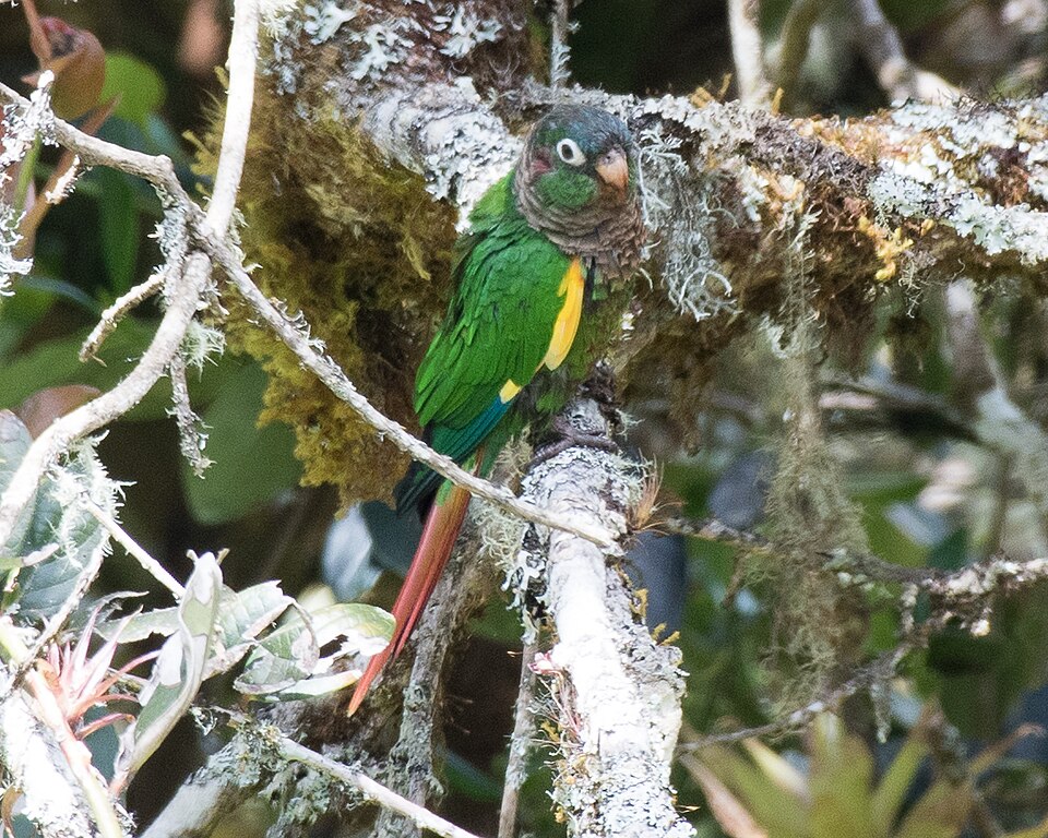 Flame-winged Parakeet