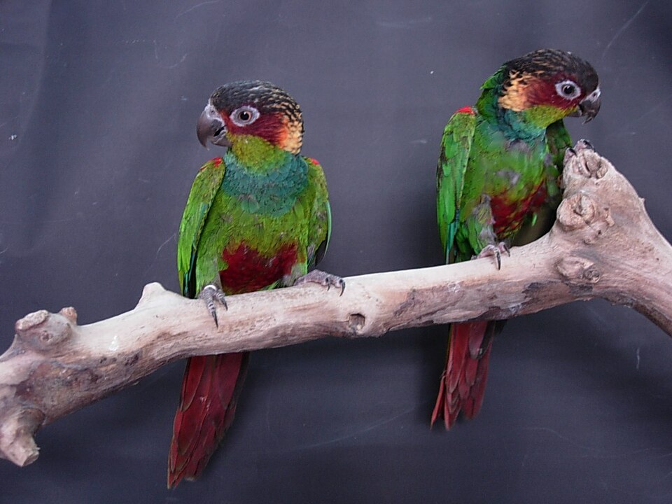 Ochre-marked Parakeet