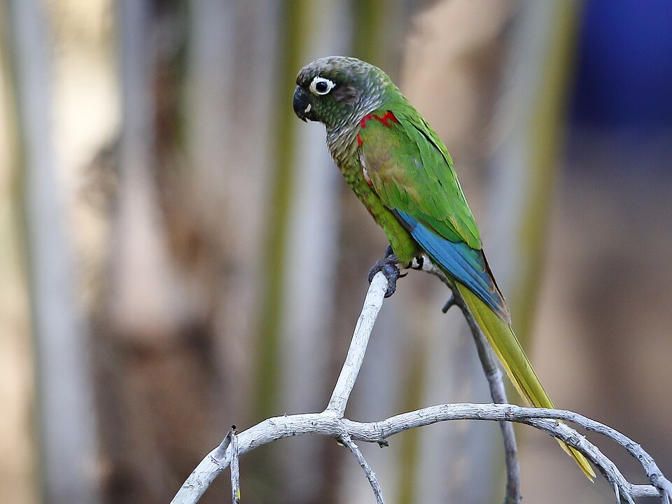 Blaze-winged Parakeet