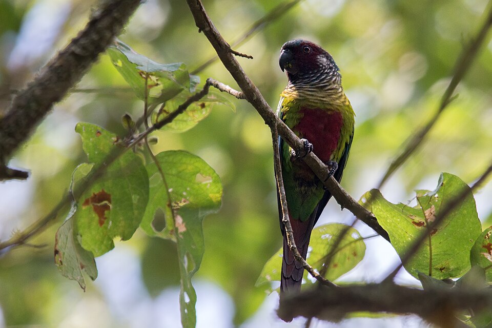 Venezuelan Parakeet