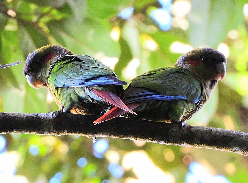 Blood-eared Parakeet