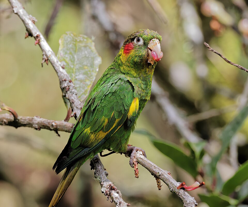 Sulphur-winged Parakeet
