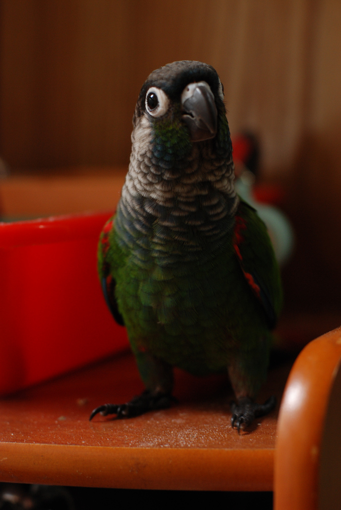 Pearly Parakeet