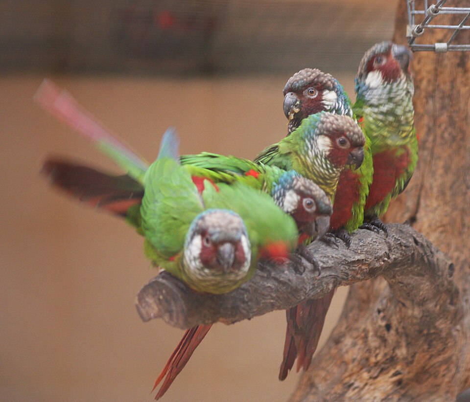 White-eared Parakeet