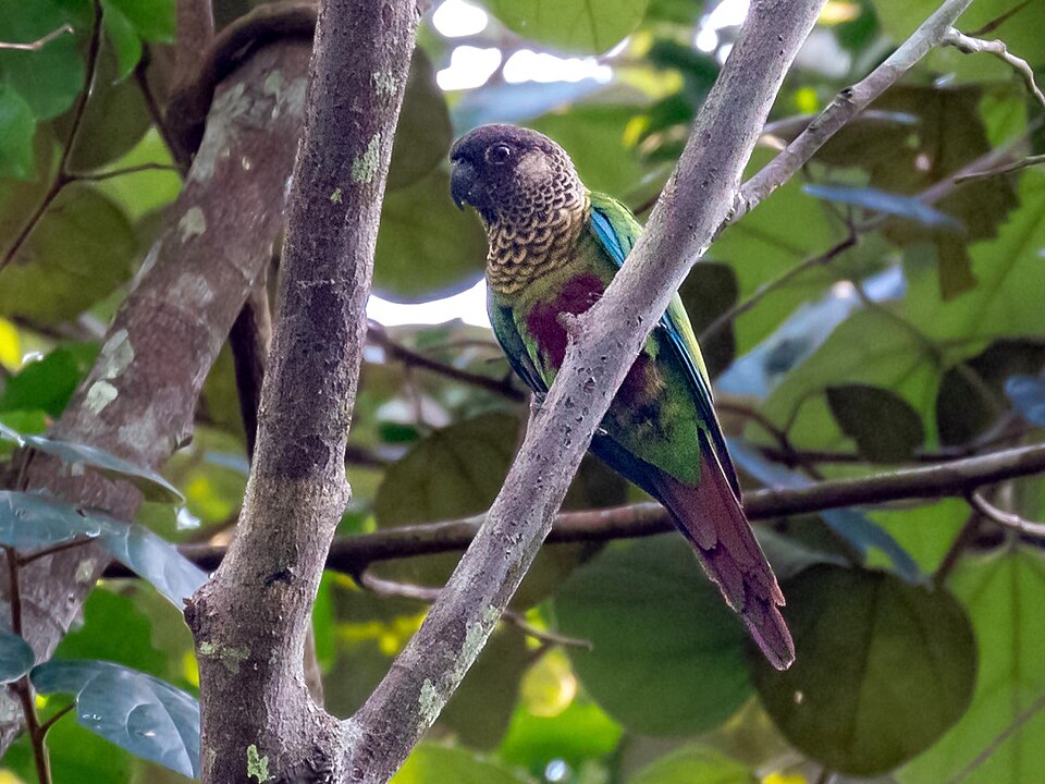 Bonaparte's Parakeet