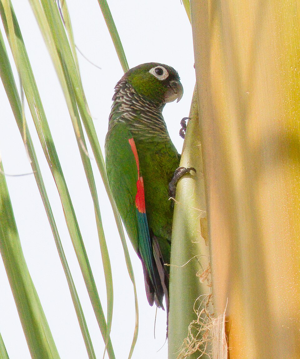 Maroon-tailed Parakeet
