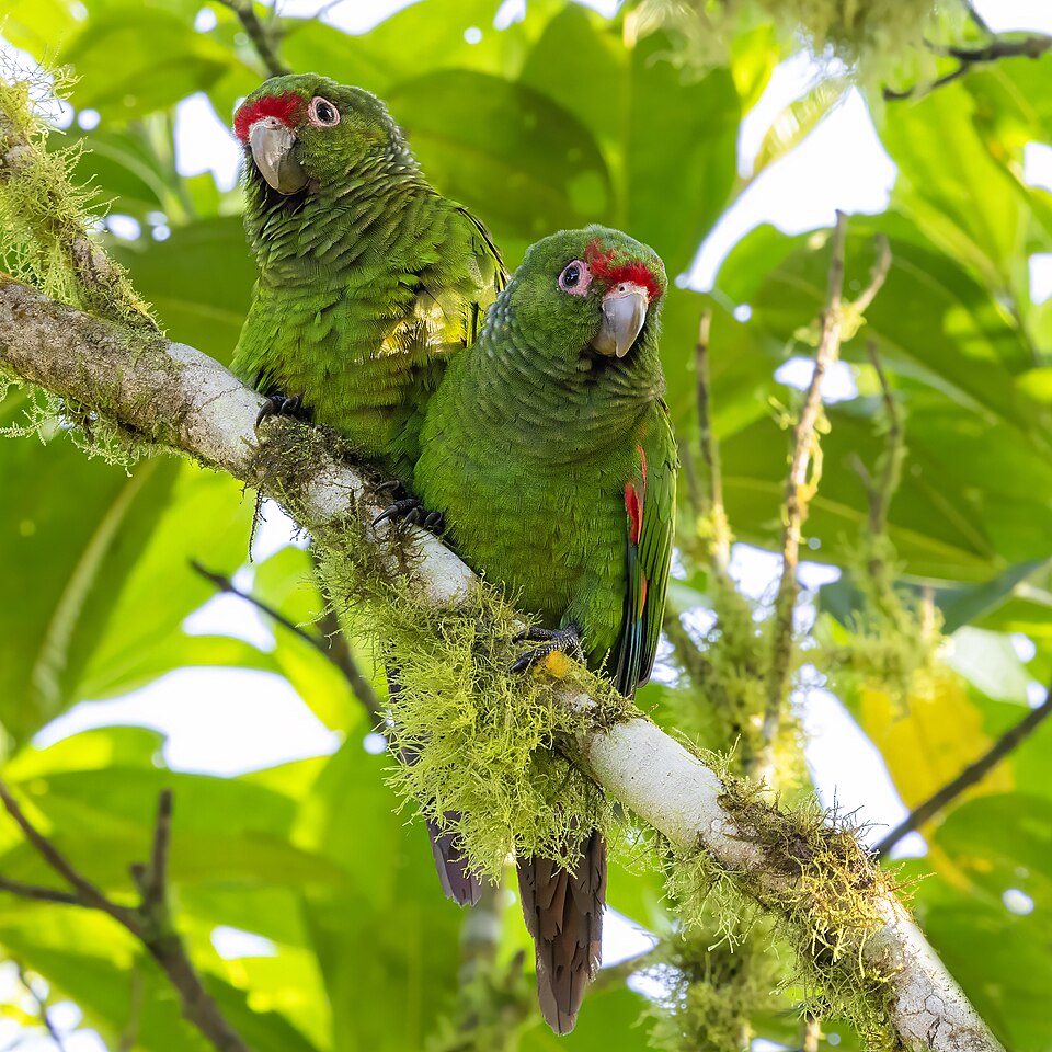 El Oro Parakeet