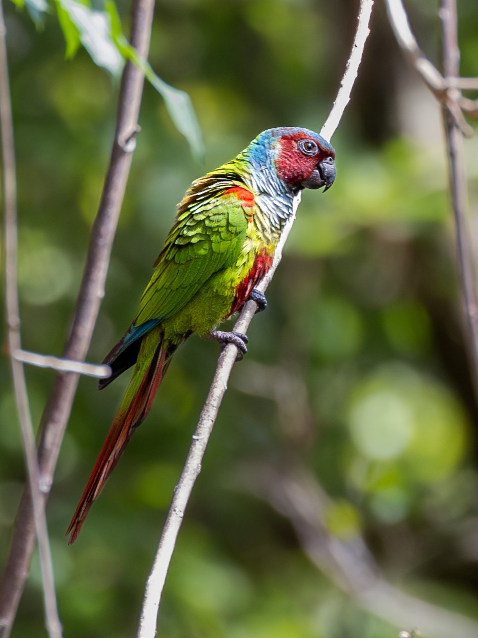 Pfrimer's Parakeet