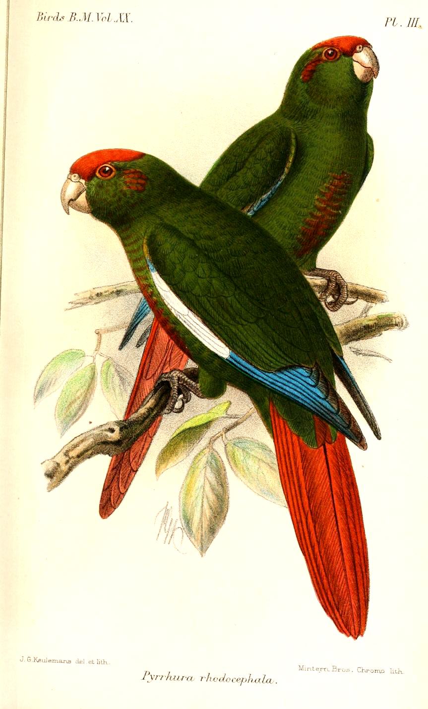 Rose-crowned Parakeet