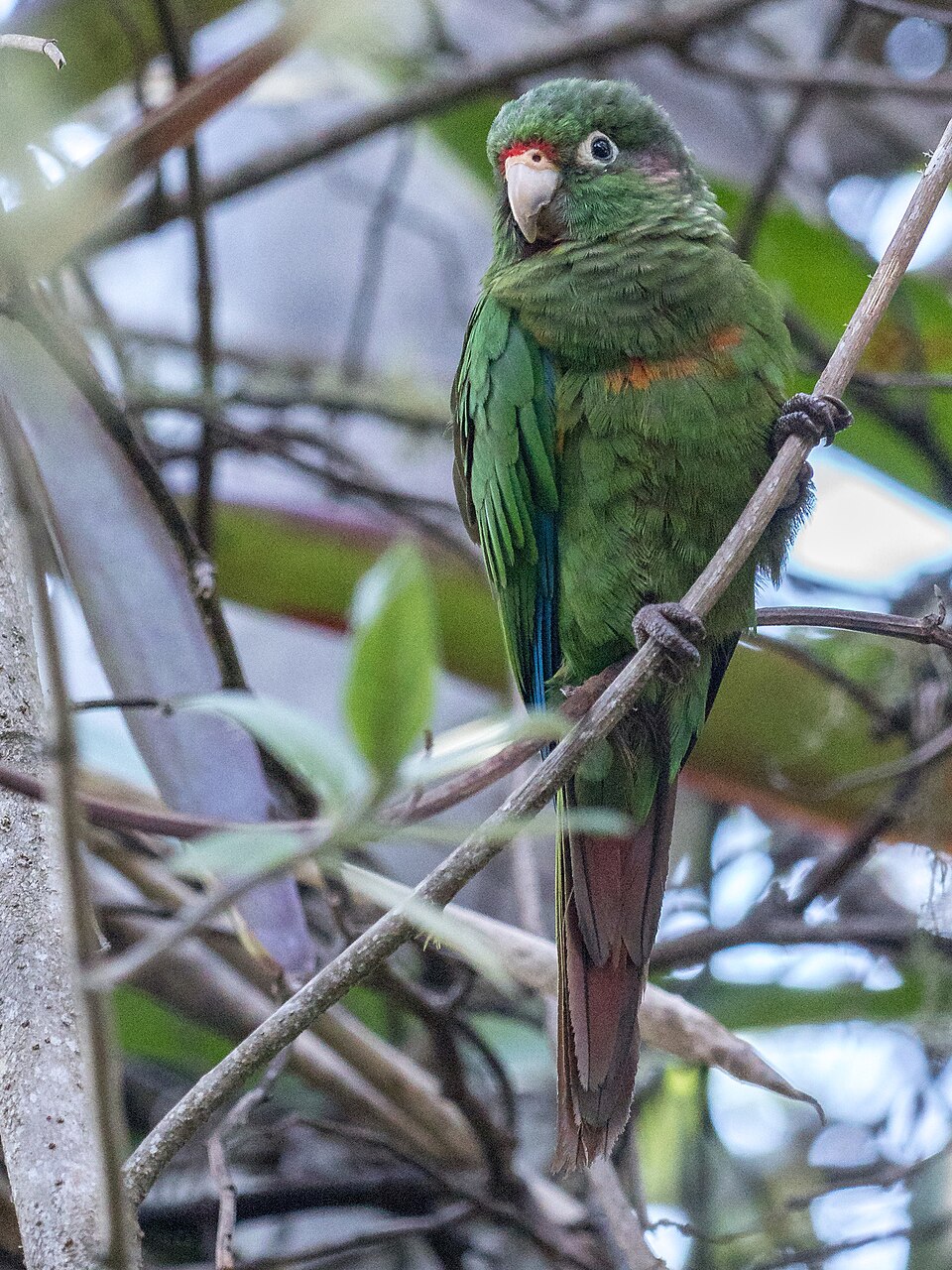 Santa Marta Parakeet