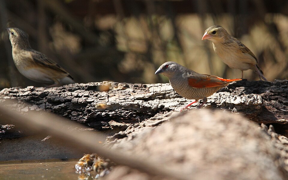 Red-winged Pytilia