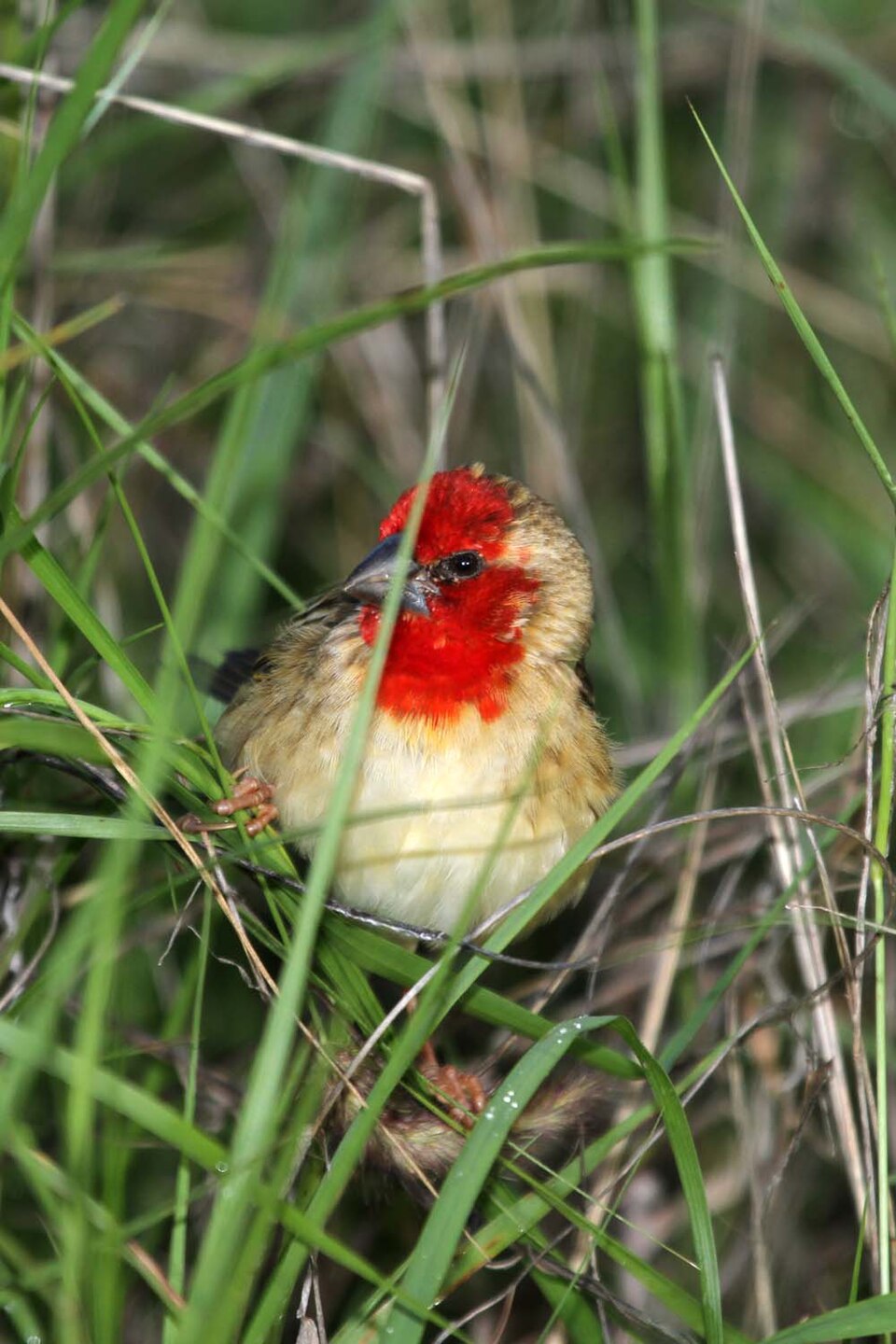 Cardinal Quelea