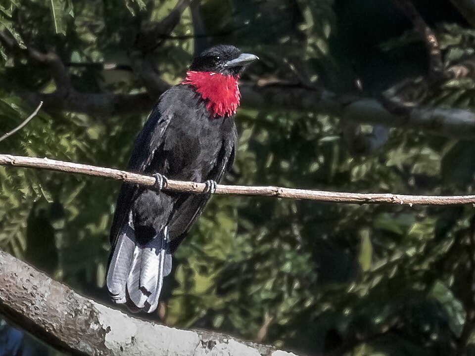 Purple-throated Fruitcrow