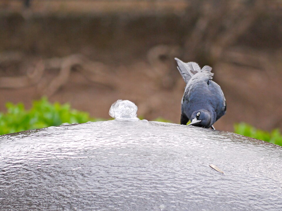 Nicaraguan Grackle