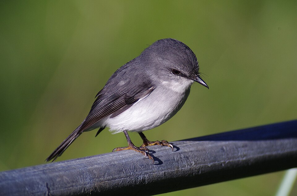 White-breasted Robin